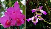 22nd Oct 2020 -   Two Pretty Orchids ~  