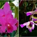   Two Pretty Orchids ~   by happysnaps