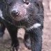 Tasmanian Devil by kgolab