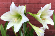 20th Oct 2020 - Another Lily