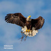 There be eagles! Bald Eagle, one of my favorites to capture!   by photographycrazy
