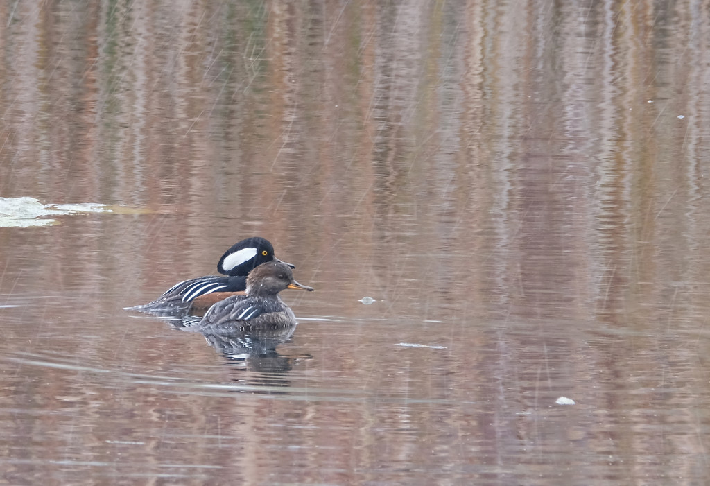 Hooded Mergansers by tosee