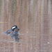 Hooded Mergansers by tosee