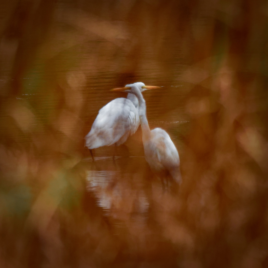 great egret pair by rminer