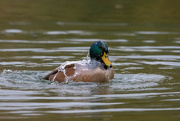 21st Oct 2020 - Ducked duck