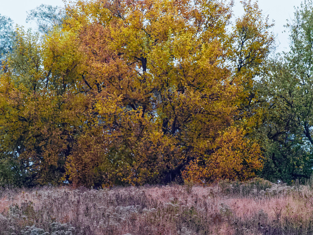 autumn prairie  by rminer