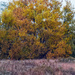 autumn prairie  by rminer