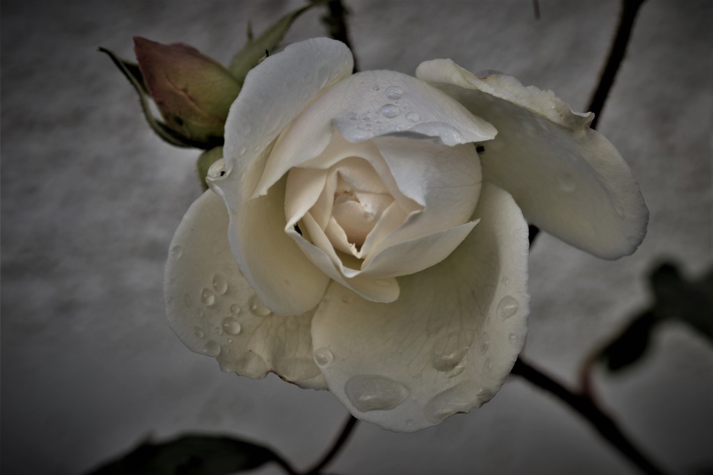 rose in the rain by christophercox