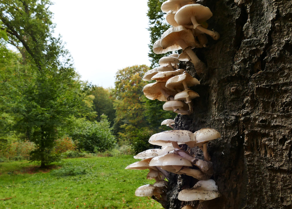 Fungi on one side by marijbar
