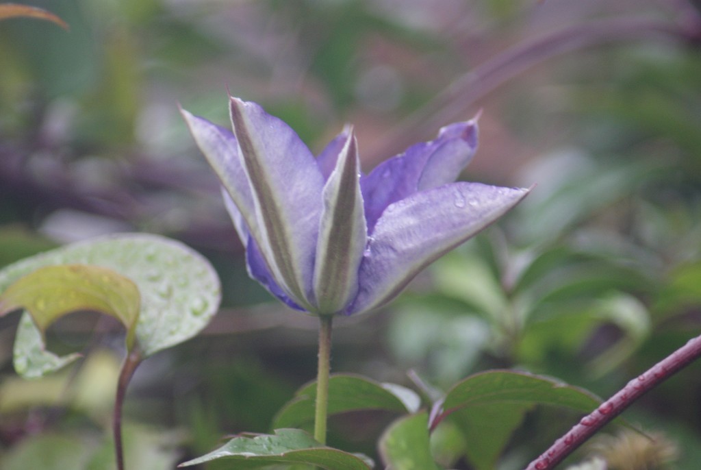 Clematis by 365projectmaxine