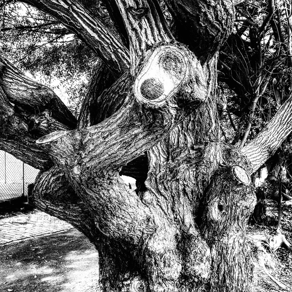 Trees of Keurboom #6 by eleanor