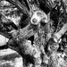 Trees of Keurboom #6 by eleanor
