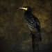 Cormorant  by inthecloud5