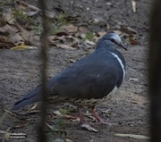 20th Oct 2020 - Wonga pigeon