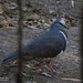 Wonga pigeon by koalagardens