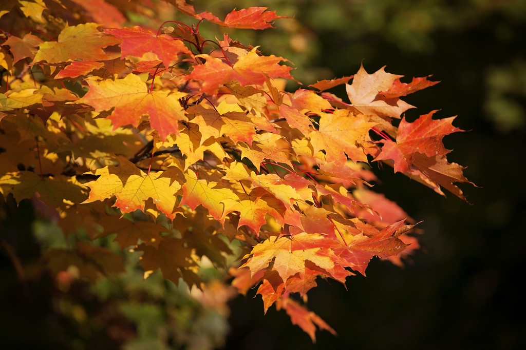 Autumn's colour palette by kiwichick
