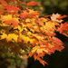 Autumn's colour palette by kiwichick