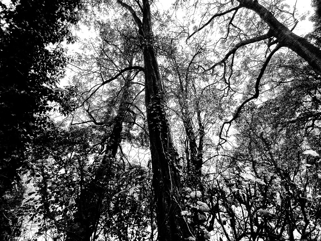 Tall b&w trees by isaacsnek