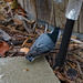 Blue bird seeking food by larrysphotos