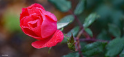 21st Oct 2020 - Red rose