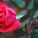 Red rose by larrysphotos