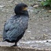 The Cormorant on the Canal by 365jgh