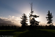 19th Oct 2020 - Sunset behind Firs 