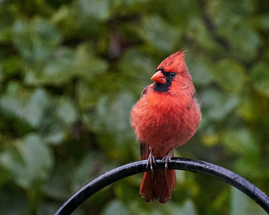 Fresh Cardinal by gardencat