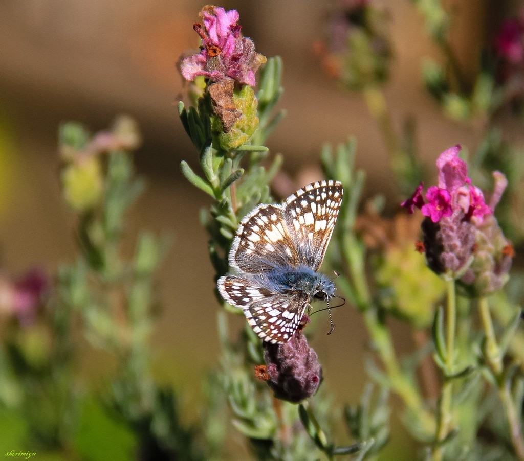 Common Checkered-Skipper Butterfly by sherimiya