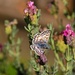 Common Checkered-Skipper Butterfly by sherimiya