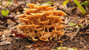 21st Oct 2020 - More Fungi!