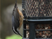 21st Oct 2020 - Red-breasted nuthatch
