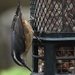 Red-breasted nuthatch by amyk