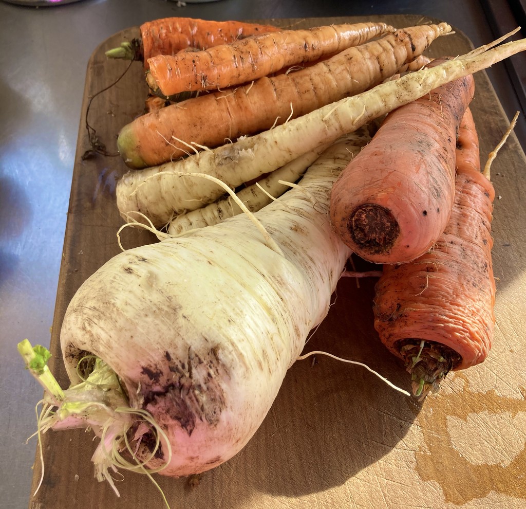 Parsnips and carrots by kiwinanna
