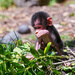 Baby baboon by yorkshirekiwi