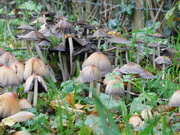 22nd Oct 2020 - Fungi Forest