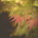 Red Leaf by newbank