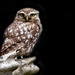 Little Owl by shepherdmanswife