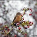 Stonechat in the berries by rosiekind