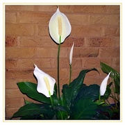 23rd Oct 2020 - Spathiphyllum...Peace Lily ~     
