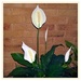 Spathiphyllum...Peace Lily ~      by happysnaps