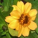 Dwarf Zinnia Flower ~     by happysnaps
