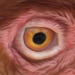 Eye by kgolab