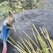 Southern Cassowary  by kgolab