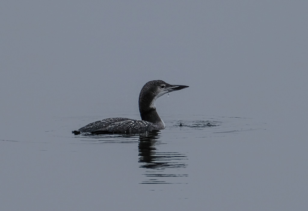 Young Loon by tosee