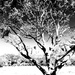 Trees of Keurboom #7 by eleanor
