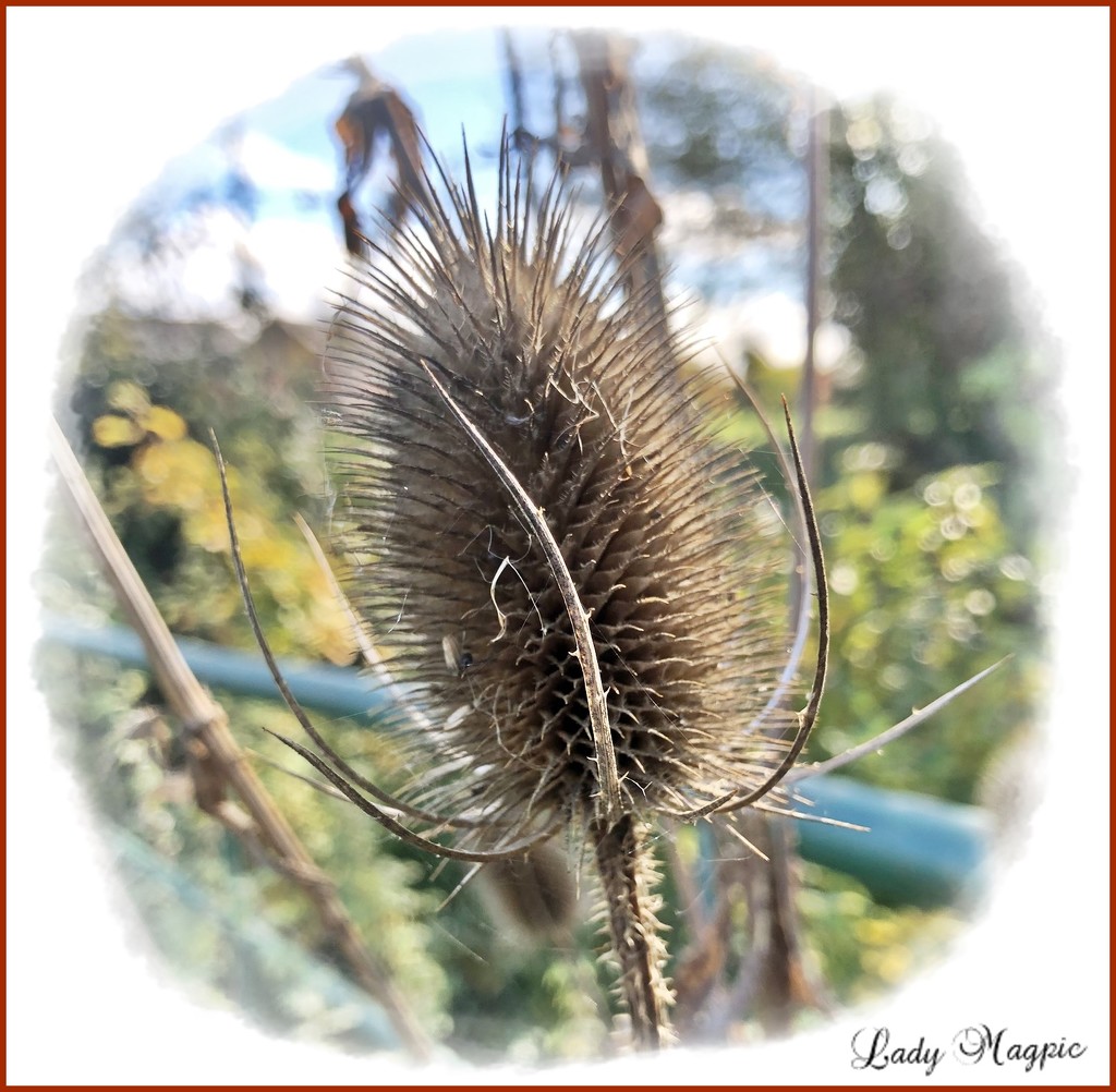 Thistle do for today, Op's it's a Teasel.  by ladymagpie