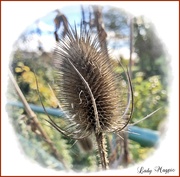 22nd Oct 2020 - Thistle do for today, Op's it's a Teasel. 