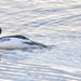 Goosander by lifeat60degrees