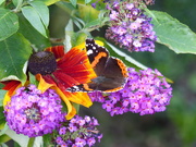 31st Aug 2020 - Red Admiral..........